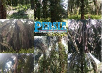 Warga Soroti Kinerja Manajemen PTPN III Kebun Sisumut
