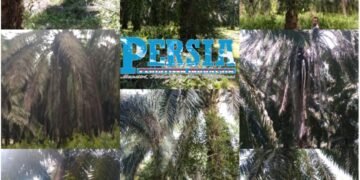 Warga Soroti Kinerja Manajemen PTPN III Kebun Sisumut