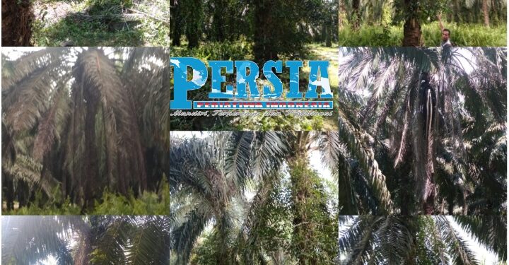 Warga Soroti Kinerja Manajemen PTPN III Kebun Sisumut