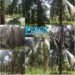 Warga Soroti Kinerja Manajemen PTPN III Kebun Sisumut