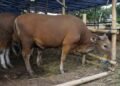 Kementan Bagikan 1.000 Ekor Sapi di Lamsel