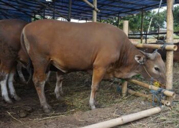 Kementan Bagikan 1.000 Ekor Sapi di Lamsel