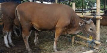 Kementan Bagikan 1.000 Ekor Sapi di Lamsel