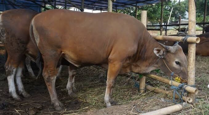 Kementan Bagikan 1.000 Ekor Sapi di Lamsel