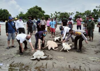 Penyu Tangkapan Nelayan Dilepas Ke Laut