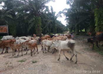 Penguna Jalan Resah, Puluhan Lembu Berkeliaran Di Areal Produksi PTPN III Kanas