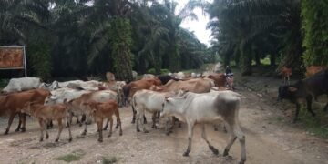 Penguna Jalan Resah, Puluhan Lembu Berkeliaran Di Areal Produksi PTPN III Kanas