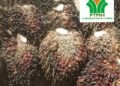 Laporan Kepada Dirut PTPN IV: “TBS Mentah Dipanen, Hasil Produksi Kebun SKO Sangat Memprihatinkan”