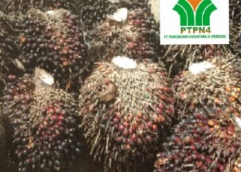 Laporan Kepada Dirut PTPN IV: “TBS Mentah Dipanen, Hasil Produksi Kebun SKO Sangat Memprihatinkan”