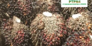 Laporan Kepada Dirut PTPN IV: “TBS Mentah Dipanen, Hasil Produksi Kebun SKO Sangat Memprihatinkan”