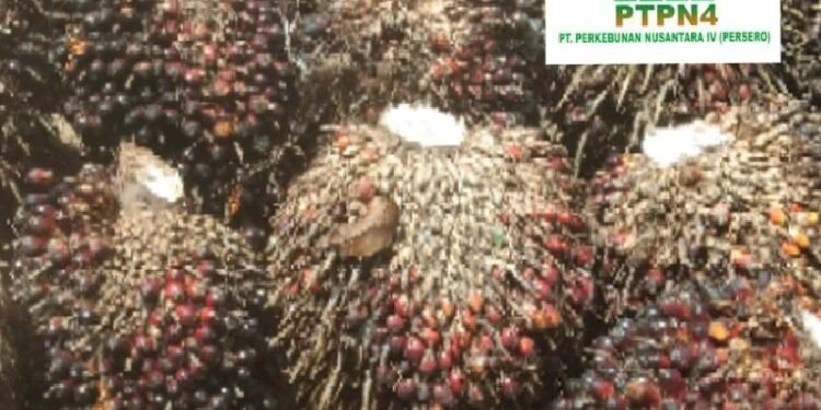 Laporan Kepada Dirut PTPN IV: “TBS Mentah Dipanen, Hasil Produksi Kebun SKO Sangat Memprihatinkan”