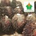 Laporan Kepada Dirut PTPN IV: “TBS Mentah Dipanen, Hasil Produksi Kebun SKO Sangat Memprihatinkan”