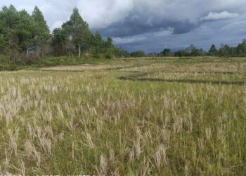Irigasi Jebol, Petani di Taput Terancam Gagal Tanam Padi