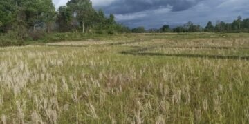 Irigasi Jebol, Petani di Taput Terancam Gagal Tanam Padi