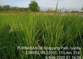 Cuma Satu Kali Tanam, Tapi Dua Kali Panen
