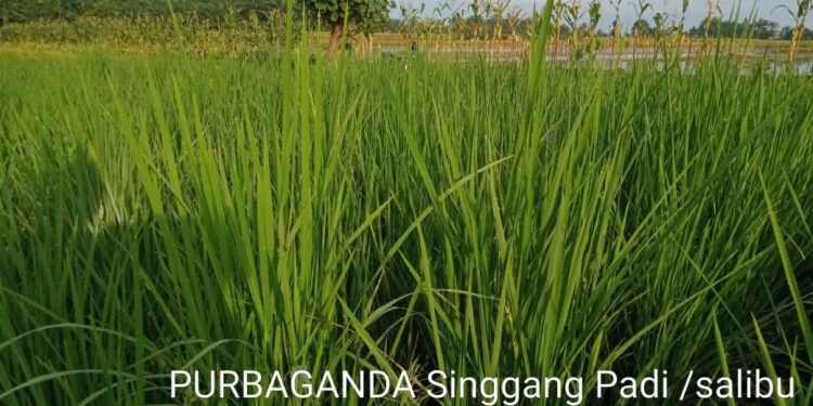 Cuma Satu Kali Tanam, Tapi Dua Kali Panen