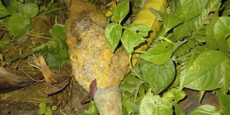 Warga Simalungun Temukan Mortir Di Ladang