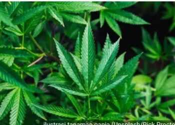 PBB Setujui WHO Hapus Ganja Dari Obat Berbahaya