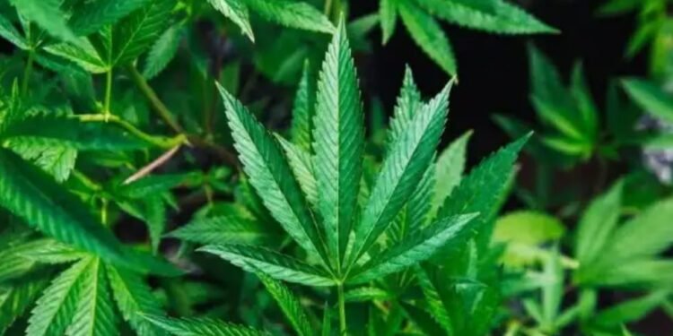 PBB Setujui WHO Hapus Ganja Dari Obat Berbahaya