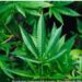 PBB Setujui WHO Hapus Ganja Dari Obat Berbahaya