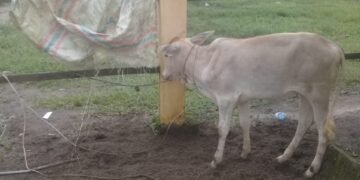 Maling Lembu Ditangkap Warga Lantaran Kehabisan Bahan Bakar Sepeda Motor