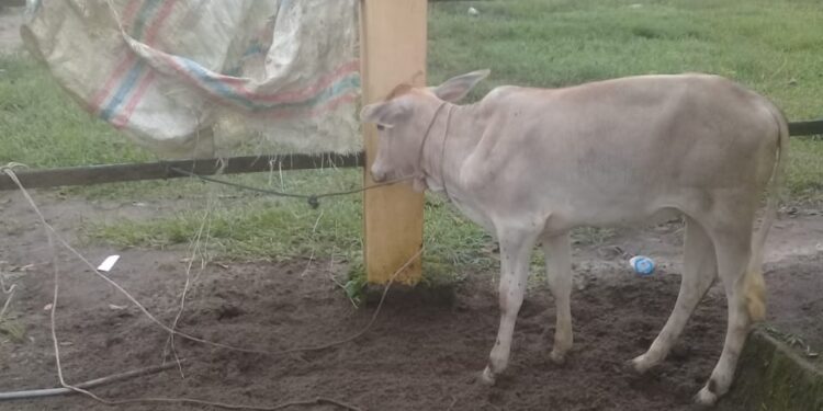 Maling Lembu Ditangkap Warga Lantaran Kehabisan Bahan Bakar Sepeda Motor