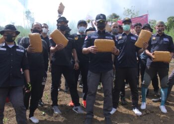 Bareskrim Polri Musnahkan 5 Hektare Ladang Ganja di Sumut