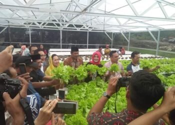 Bantu Pemerintah Wujudkan Program Ketahanan Pangan, KOPITU DIY Perbanyak Mitra Binaan Bidang Agrobisnis Pertanian Modern