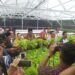 Bantu Pemerintah Wujudkan Program Ketahanan Pangan, KOPITU DIY Perbanyak Mitra Binaan Bidang Agrobisnis Pertanian Modern