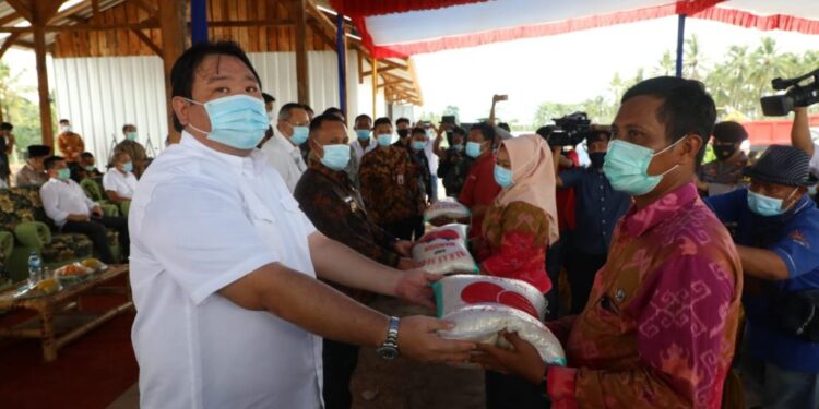 Tanam Perdana, Nanang Harap Pisang Barangan Merah Jadi Komoditi Unggulan Di Lamsel