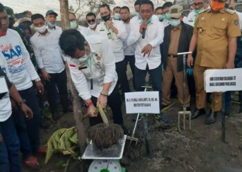 Porang Jadi Salah Satu Tanaman Primadona Ekspor Indonesia