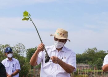 Luhut Panjaitan: Rehabilitasi Hutan Mangrove Akan Dapat Mengatasi Perubahan Iklim Dunia