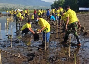HUT ASDP ke-48, ASDP Tanam 7.300 Bibit Mangrove di 12 Cabang Seluruh Indonesia