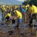 HUT ASDP ke-48, ASDP Tanam 7.300 Bibit Mangrove di 12 Cabang Seluruh Indonesia