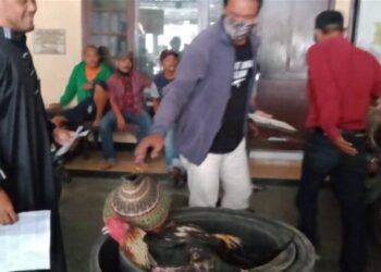 Tindaklanjuti Laporan Warga, FJI Grebek Lokasi Judi Sabung Ayam