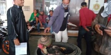 Tindaklanjuti Laporan Warga, FJI Grebek Lokasi Judi Sabung Ayam