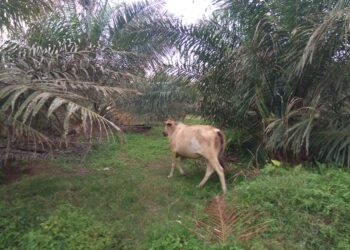 Kurang Pengawasan, Ternak Lembu Berkeliaran di Areal Tanaman Muda Kelapa Sawit Afd III PTPN IV DOI