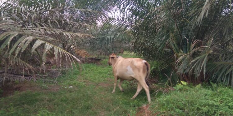 Kurang Pengawasan, Ternak Lembu Berkeliaran di Areal Tanaman Muda Kelapa Sawit Afd III PTPN IV DOI