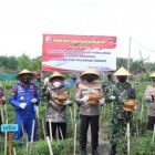 Panen Raya Cabai: Kapolda DIY beserta Pejabat Utama lainnya sedang panen raya cabai, Kamis (1/4/2021)