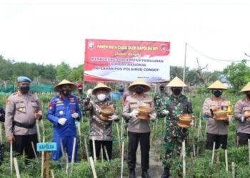 Panen Raya Cabai di Lahan Polairud Congot Kulon Progo. Dari Lahan Kosong Disulap Jadi Lahan Produktif