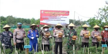 Panen Raya Cabai di Lahan Polairud Congot Kulon Progo. Dari Lahan Kosong Disulap Jadi Lahan Produktif
