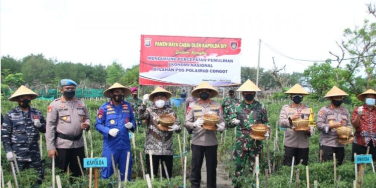 Panen Raya Cabai di Lahan Polairud Congot Kulon Progo. Dari Lahan Kosong Disulap Jadi Lahan Produktif