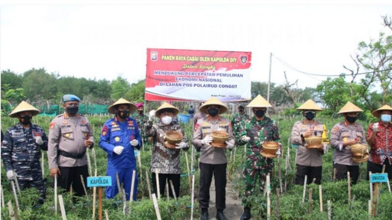 Panen Raya Cabai: Kapolda DIY beserta Pejabat Utama lainnya sedang panen raya cabai, Kamis (1/4/2021)