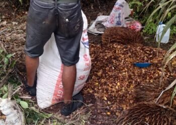Manager PTPN IV dan Maskep Unit Kebun Pulu Raja Dinilai Tak Becus