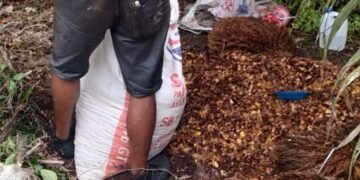 Manager PTPN IV dan Maskep Unit Kebun Pulu Raja Dinilai Tak Becus