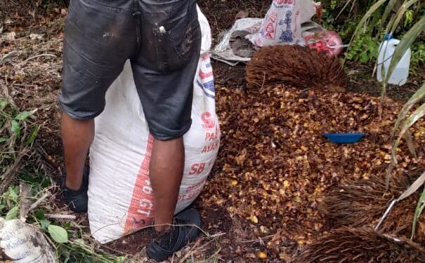 Manager PTPN IV dan Maskep Unit Kebun Pulu Raja Dinilai Tak Becus