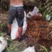 Manager PTPN IV dan Maskep Unit Kebun Pulu Raja Dinilai Tak Becus