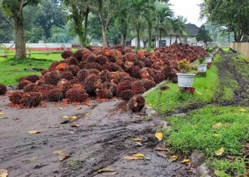 TBS di Areal PKS PTN IV Kebun Pulu Raja Berserakan