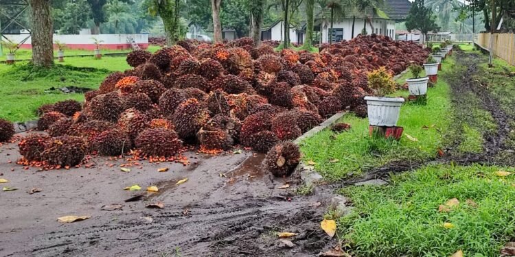 TBS di Areal PKS PTN IV Kebun Pulu Raja Berserakan