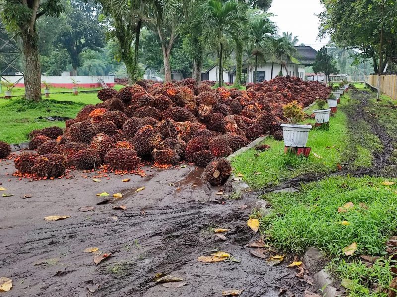 Tampak TBS berserakan di areal PKS PTPN IV Kebun Pulu Raja